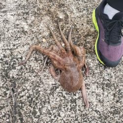 タコおったぞ！